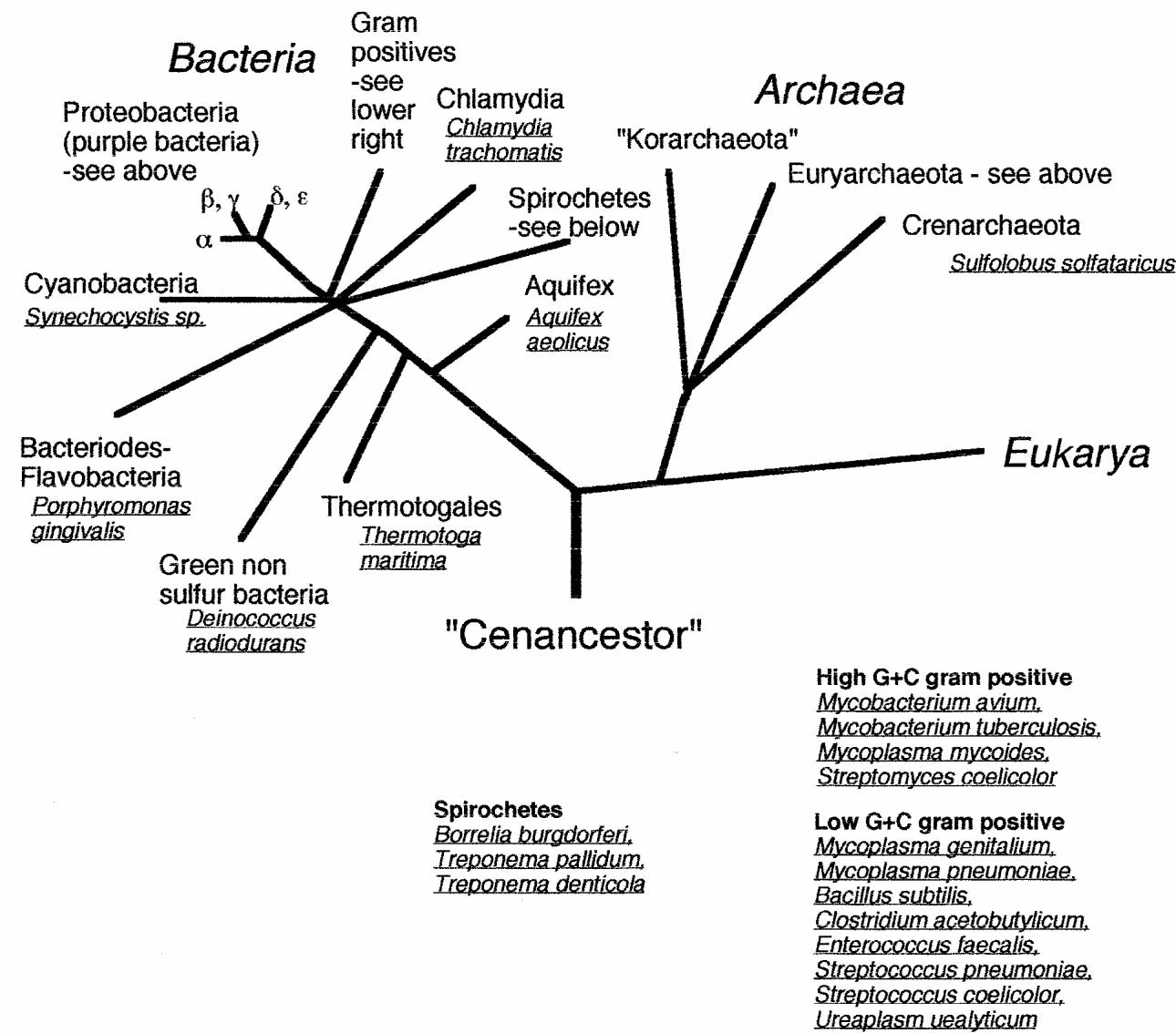 Figure 6.3. Rooted tree of life showing principal relationships among prokaryotic domains Bacteria and Archaea (Woese 19