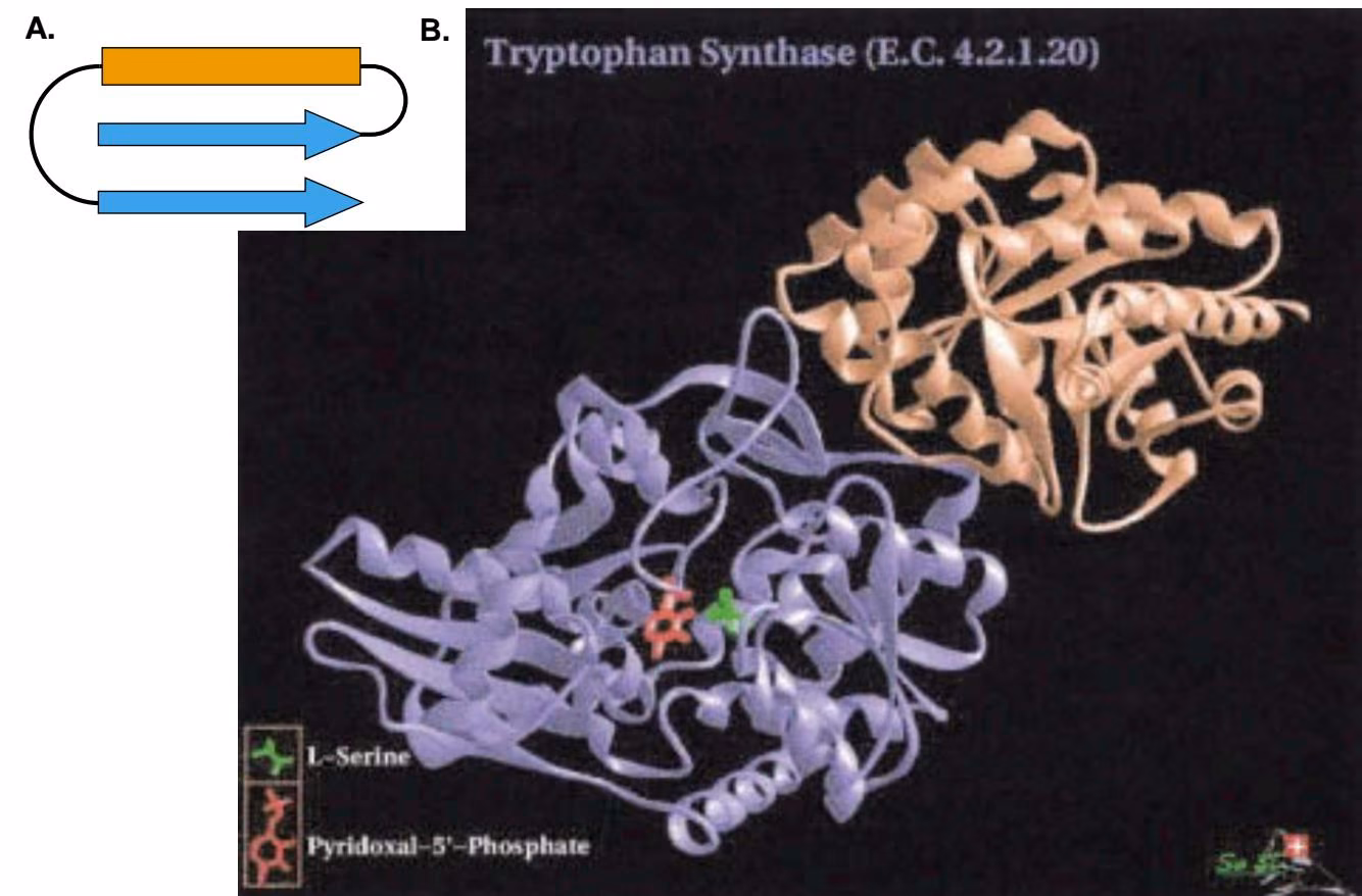 Figure 9.6. Structure of -/ class proteins. (A) Diagram showing one possible configuration of parallel strands (blue ar