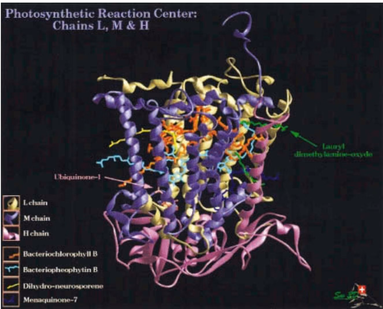 Figure 9.22. Three-dimensional structure of the photosynthetic center of Rhodopseudomonas viridis. The three subunits ea