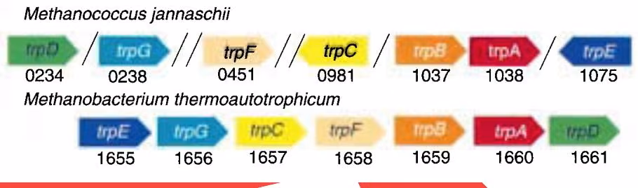 Figure 10.9. Structure of tryptophan operon in different prokaryotic organisms. Numbers indicate gene number in genome;