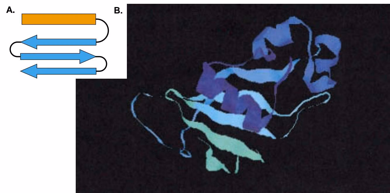 Figure 9.7. Structure of - class proteins. (A) Diagram showing arrangement of typical motif of antiparallel strands (b