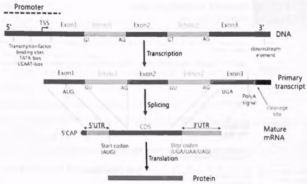 图 1-10 RNA 合成与处理