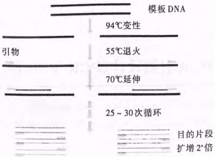 图8-1 PCR原理