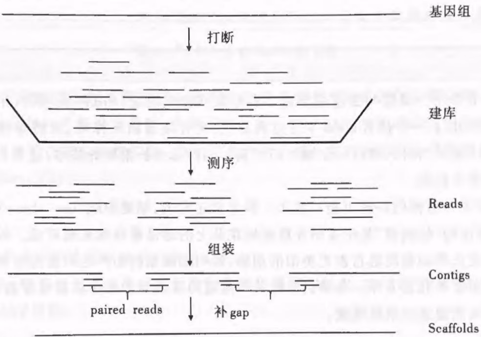 图13-2 基因组测序组装