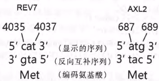 图 3-5 DNA 正反链中起始密码子位置