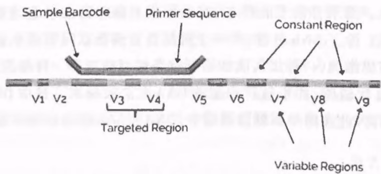 图 15-2 16S rRNA 序列与扩增子测序的引物设计 (V1 ~ V9 为高度可变区)
