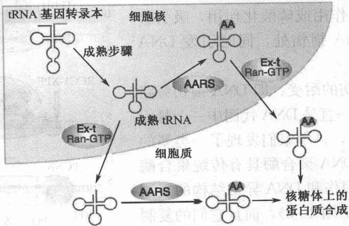 图10-6 翻译过程中的质量控制