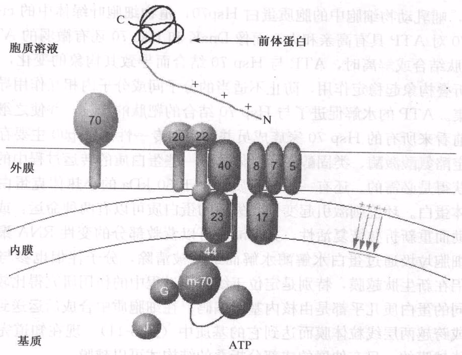 图 8-11 线粒体蛋白质的转运
