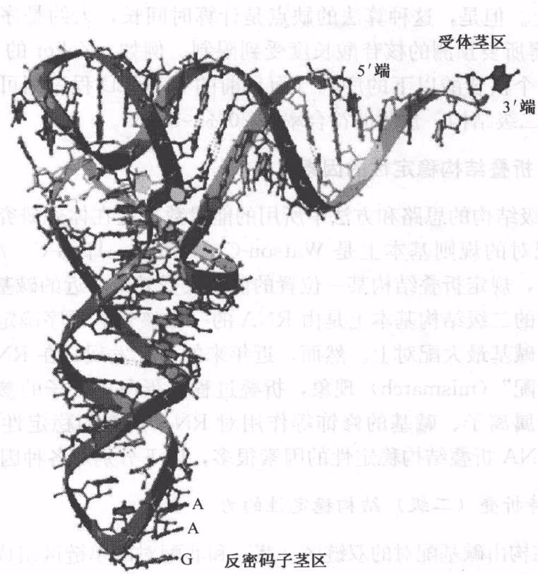 图 3-5 tRNAs 的三维结构图