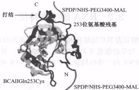 图 3-2 牛碳酸酐酶 C 端的打结结构对其酶活力和力学性质的影响表明了该结构的重要性 (Alam M. T., et al. 2002)