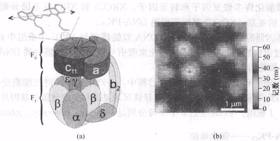 图 12-10 $F_{0}F_{1}$ 全酶亚基组成及每个亚基的激光共聚焦显微镜图像 (Kaim G. 2002)