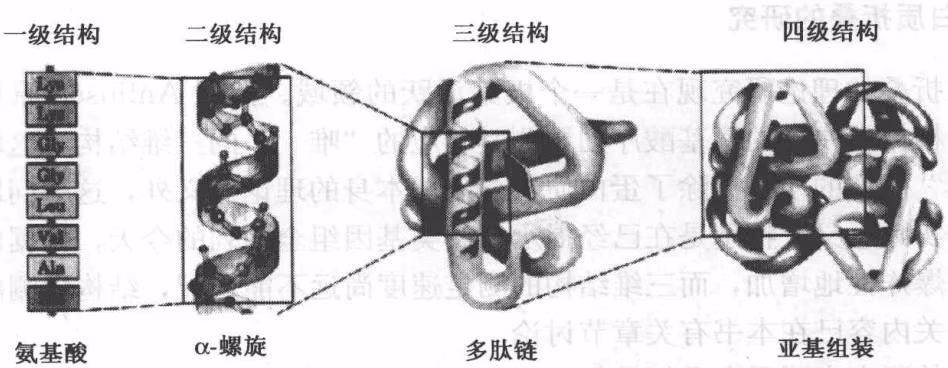 图 8-2 蛋白质折叠和组装过程