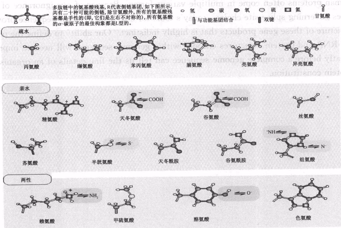 图 7-1 蛋白质的 20 种氨基酸