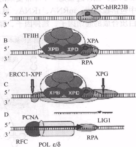 图 10-2 非表达区 DNA 链损伤后的修复