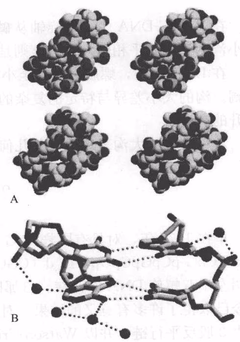 图 2-8 Hoogsteen DNA 的凹槽结构。