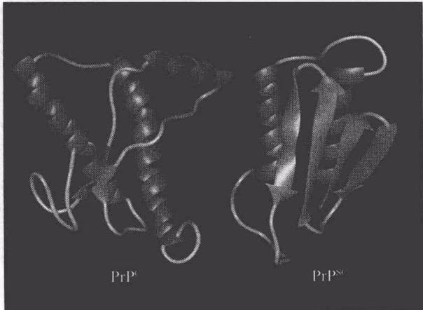 图10-10 $mathrm{PrP}^{mathrm{C}}$ 和 $mathrm{PrP}^{mathrm{SC}}$ 的结构