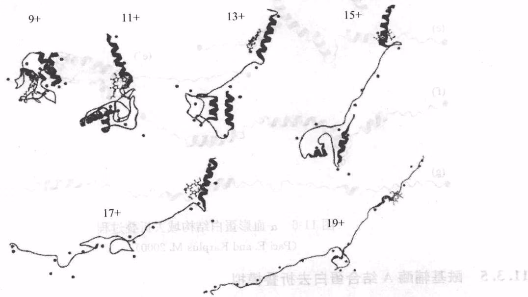 图 11-8 不同电荷(+9,+11,+11,+13,+15,+17 和 +19)诱导的蛋白质去折叠