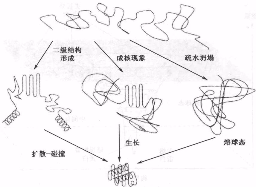 图 8-4 三种蛋白质折叠的经典机制