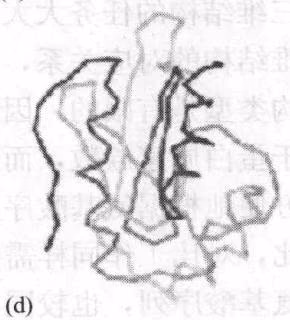 图 14-4 MG129(a)、MG132(b)、MG353(c)和 MG449(d)的结构预测